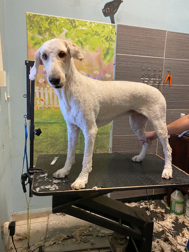 SOS Dog Grooming — photo from the business 6