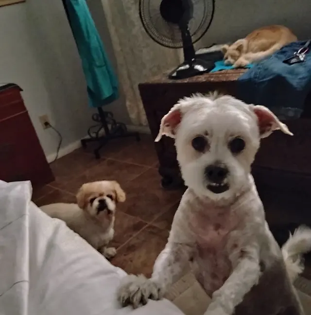 Customer photo of work by SOS Dog Grooming, from Sandra Pratt's review