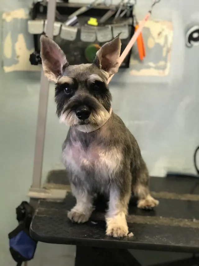 SOS Dog Grooming — photo from the business 7