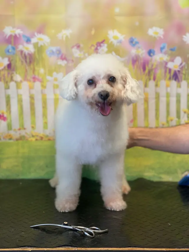 SOS Dog Grooming — photo from the business 4