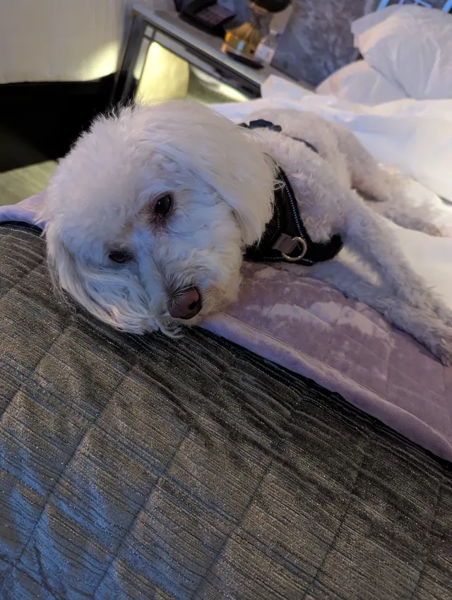 Customer photo from janice's review