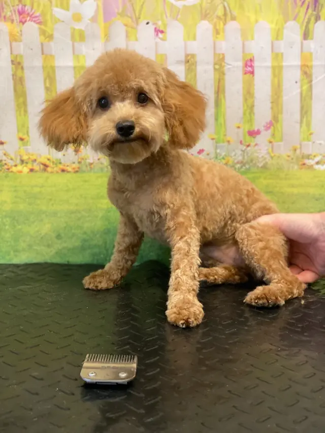SOS Dog Grooming — photo from the business 2