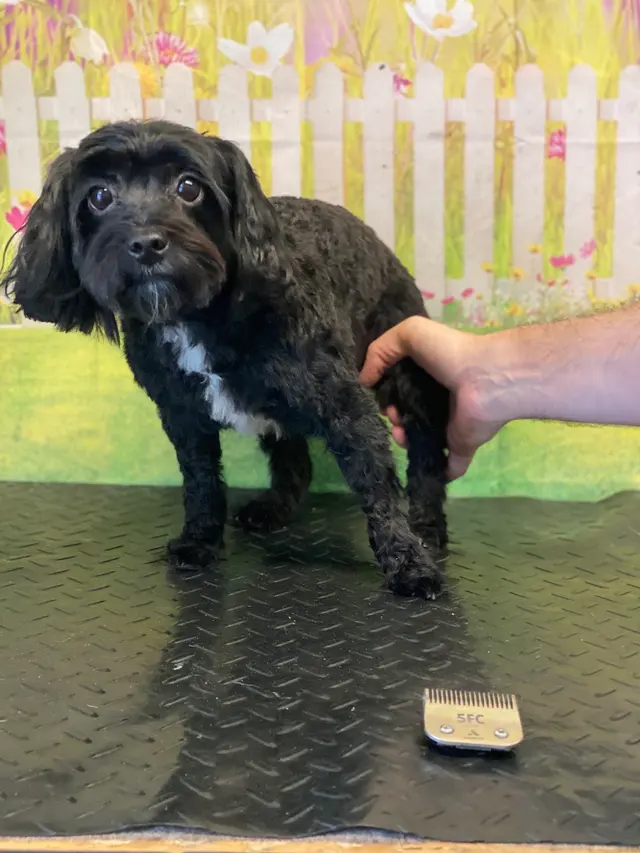 SOS Dog Grooming — photo from the business 5