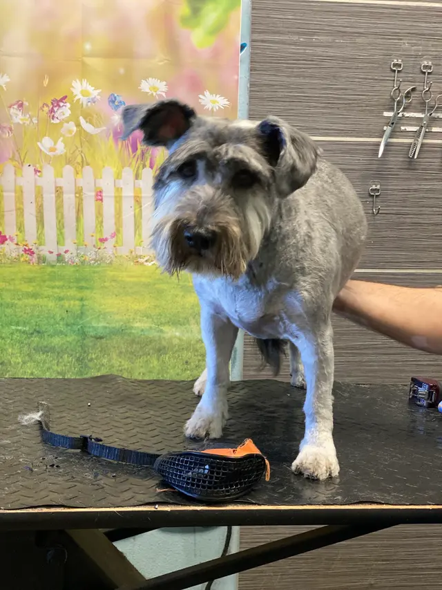 SOS Dog Grooming — photo from the business 9