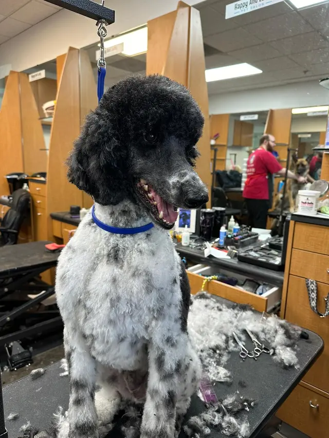 Happy And Lucky Pet Salon And Mobile Grooming. — photo from the business 9