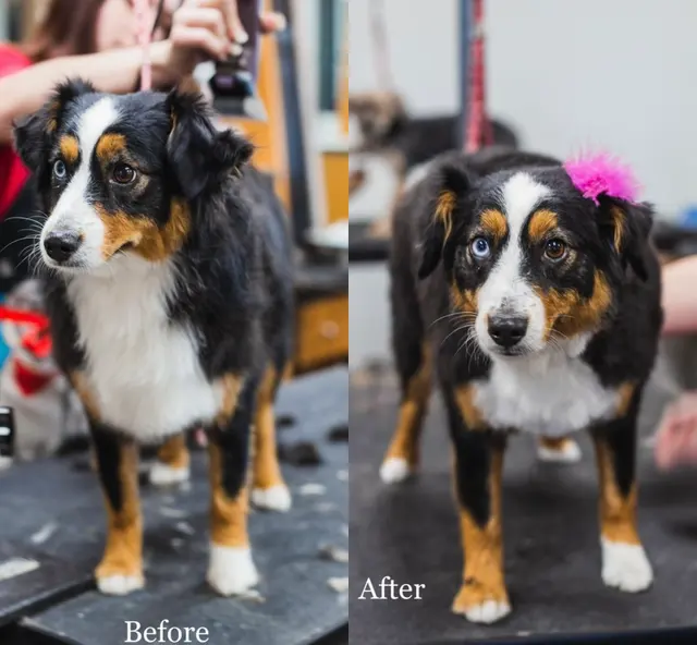Happy And Lucky Pet Salon And Mobile Grooming. — photo from the business 12