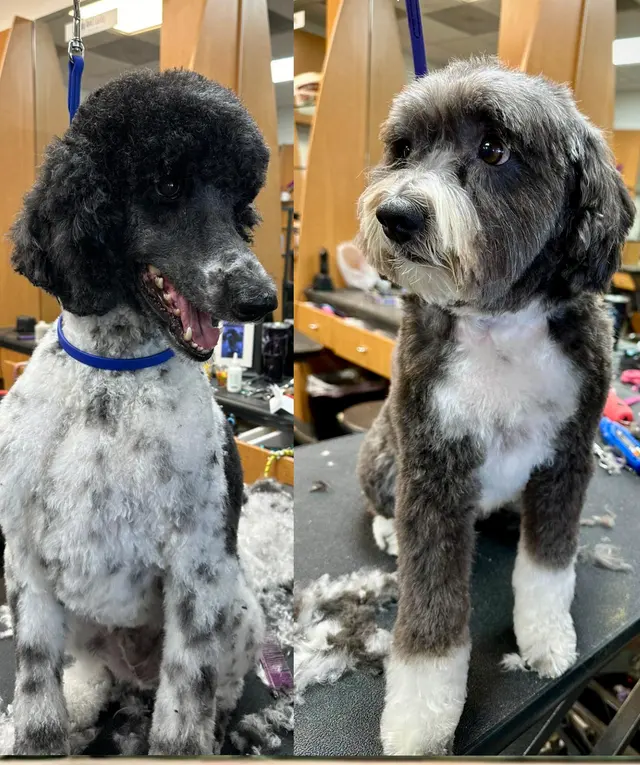 Happy And Lucky Pet Salon And Mobile Grooming. — photo from the business 3