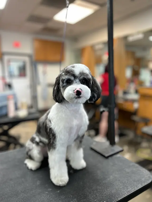 Happy And Lucky Pet Salon And Mobile Grooming. — photo from the business 4