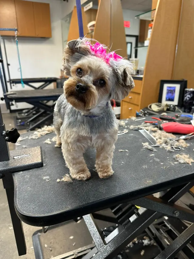 Happy And Lucky Pet Salon And Mobile Grooming. — photo from the business 8