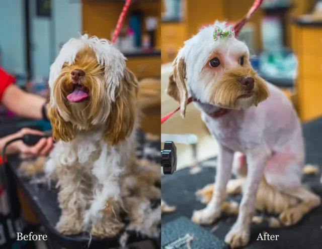 Happy And Lucky Pet Salon And Mobile Grooming. — photo from the business 7