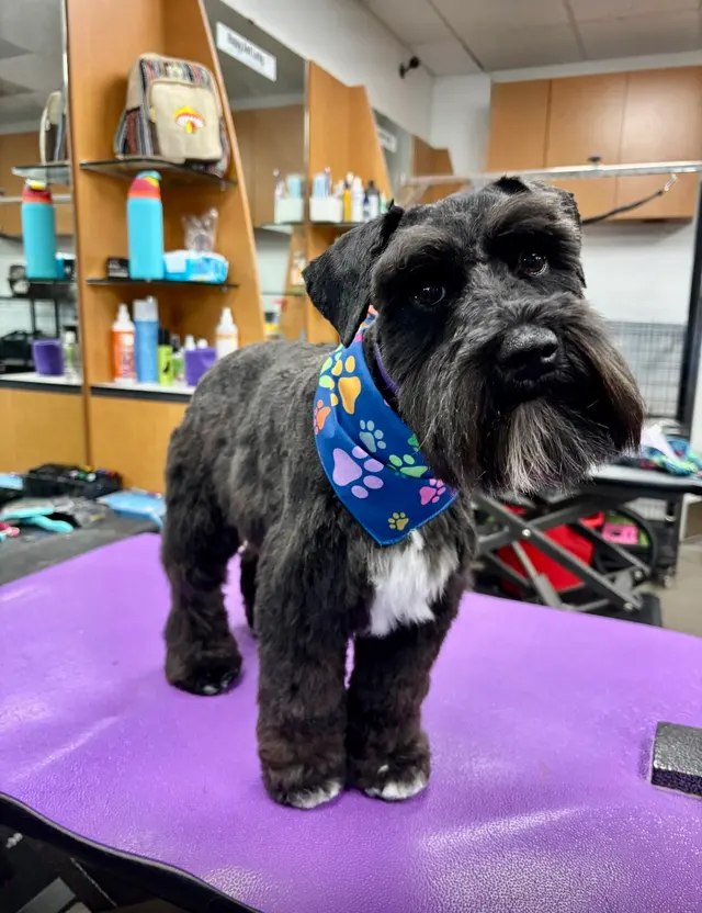Happy And Lucky Pet Salon And Mobile Grooming. — photo from the business 6