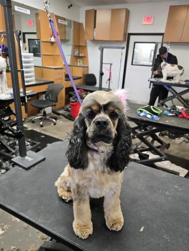Happy And Lucky Pet Salon And Mobile Grooming. — photo from the business 10