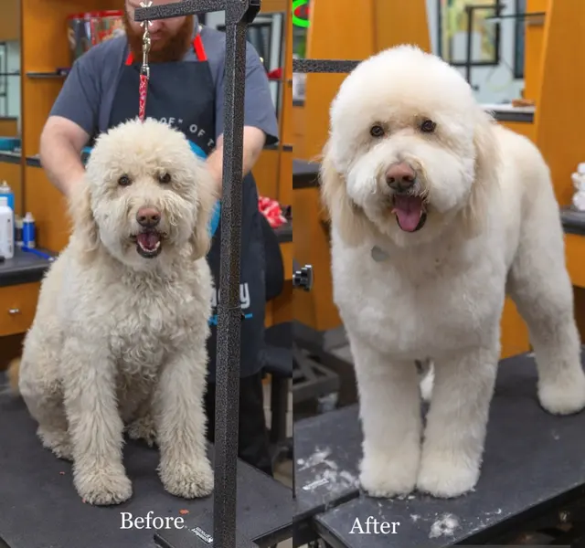 Happy And Lucky Pet Salon And Mobile Grooming. — photo from the business 2
