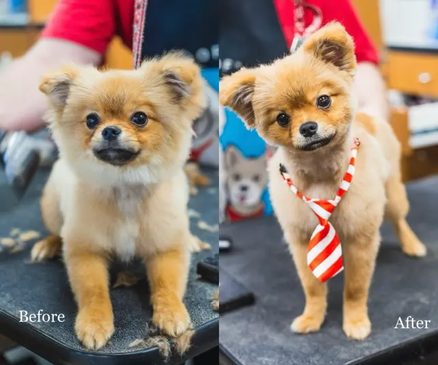 Happy And Lucky Pet Salon And Mobile Grooming. — photo from the business 11