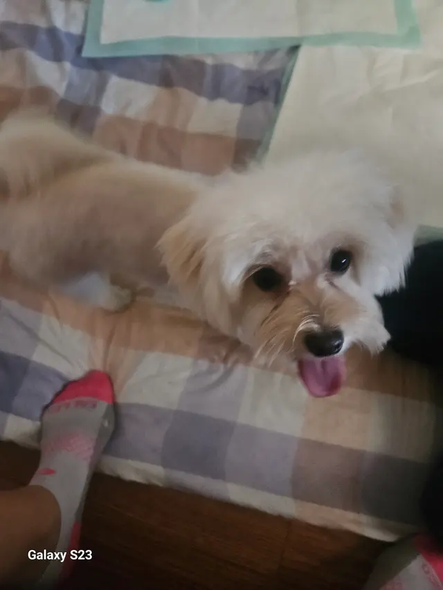 Customer photo of work by Barks and Bubbles Grooming Salon, from Michelle Ware's review