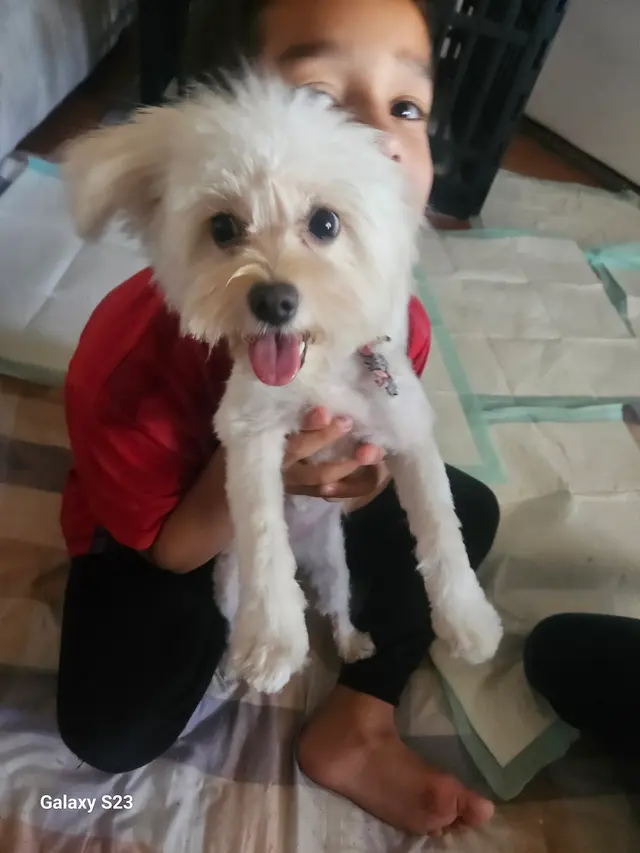 Customer photo of work by Barks and Bubbles Grooming Salon, from Michelle Ware's review