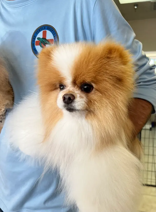 Barks and Bubbles Grooming Salon — photo from the business 9