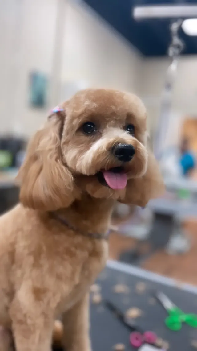 Barks and Bubbles Grooming Salon — photo from the business 1