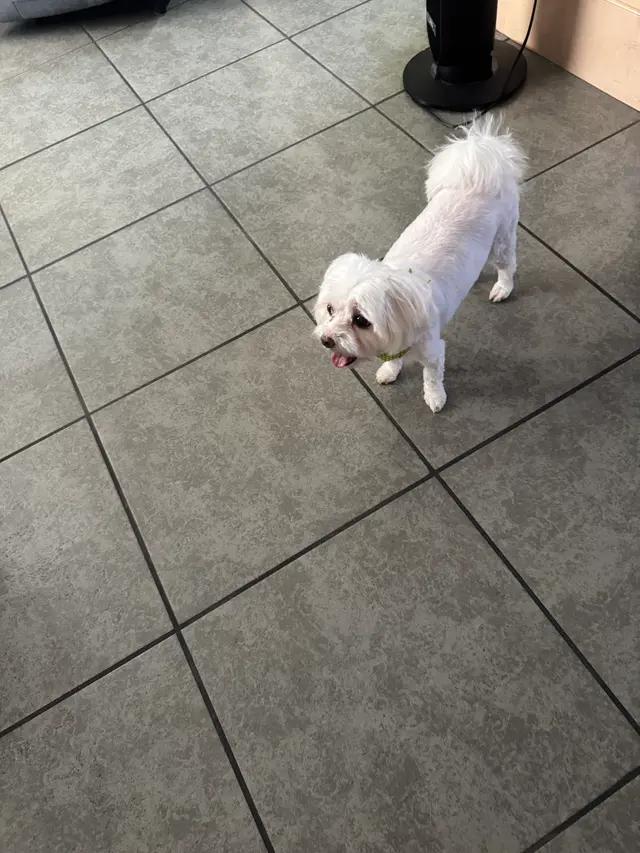 Customer photo of work by Barks and Bubbles Grooming Salon, from christina edwardson's review