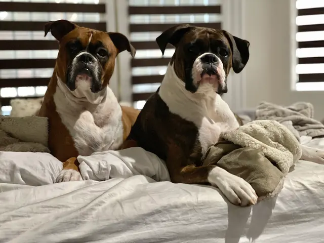 Barks and Bubbles Grooming Salon — photo from the business 4