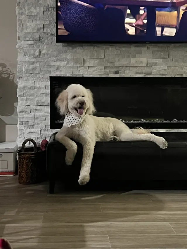 Barks and Bubbles Grooming Salon — photo from the business 7