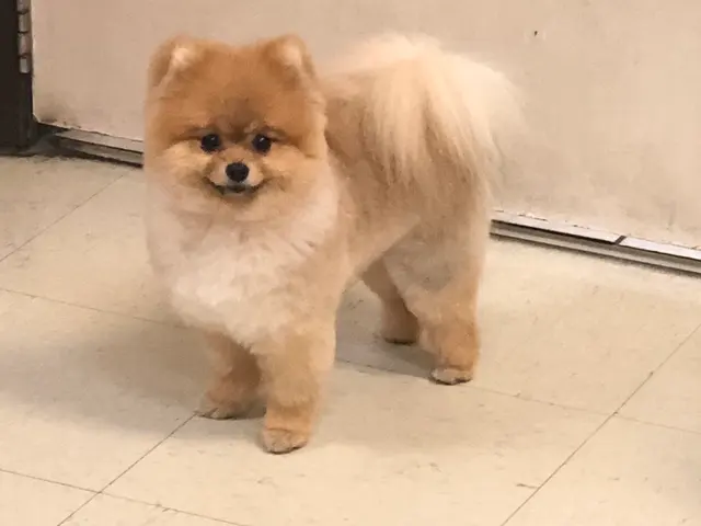 Barks and Bubbles Grooming Salon — photo from the business 5