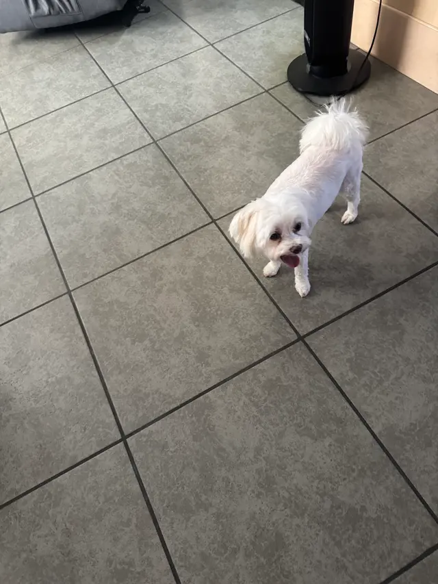 Customer photo of work by Barks and Bubbles Grooming Salon, from christina edwardson's review