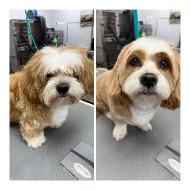 Barks and Bubbles Grooming Salon — photo from the business 2