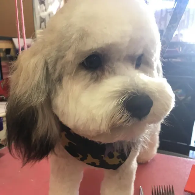 Pretty Paws Pet Grooming — photo from the business 8