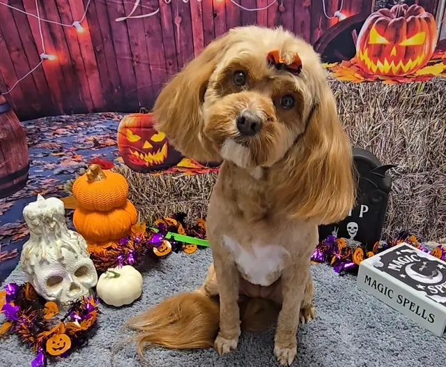 Pretty Paws Pet Grooming — photo from the business 2