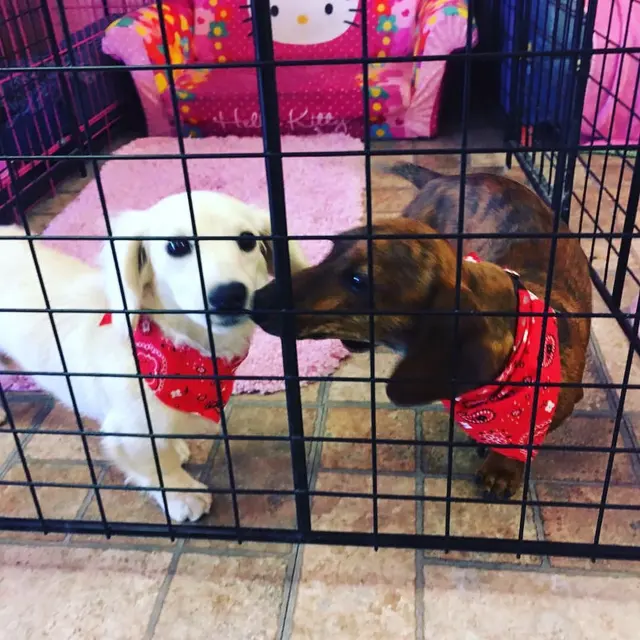 Pretty Paws Pet Grooming — photo from the business 5