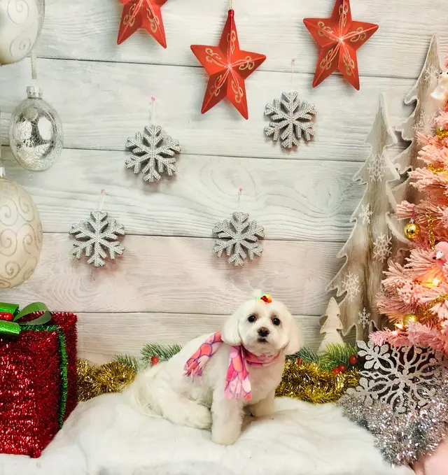 Pretty Paws Pet Grooming — photo from the business 3