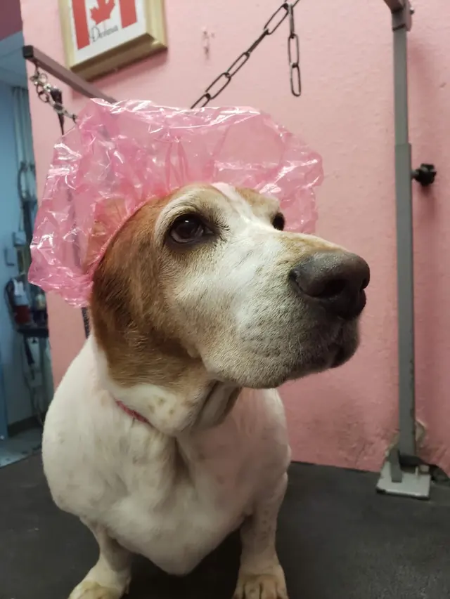 Pretty Paws Pet Grooming — photo from the business 6