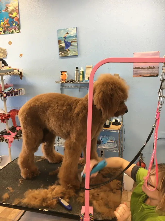 Pretty Paws Pet Grooming — photo from the business 10