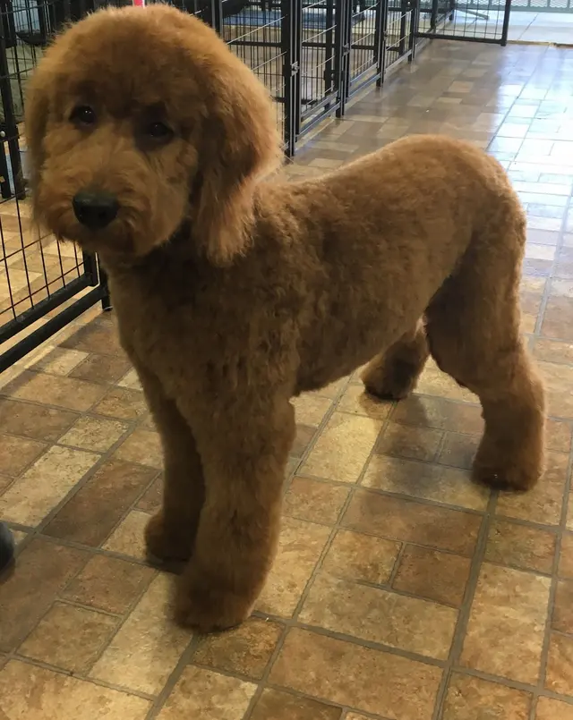 Pretty Paws Pet Grooming — photo from the business 12
