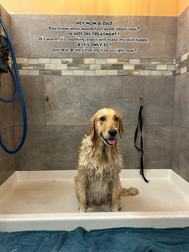 Barking Dogs Self Wash & Grooming Centennial Hills — customer photo 3