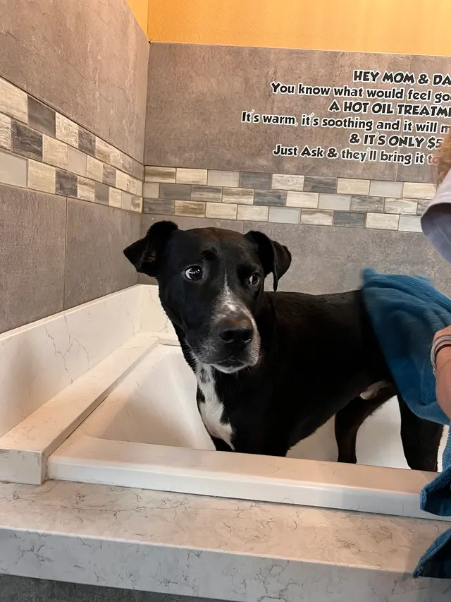 Barking Dogs Self Wash & Grooming Centennial Hills — customer photo 11