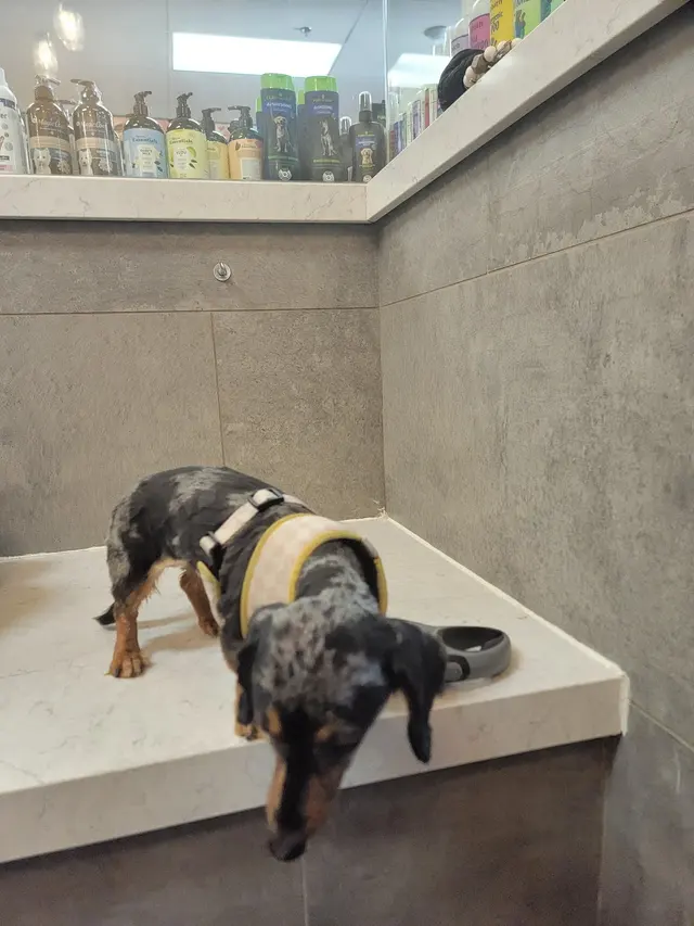 Barking Dogs Self Wash & Grooming Centennial Hills — customer photo 4
