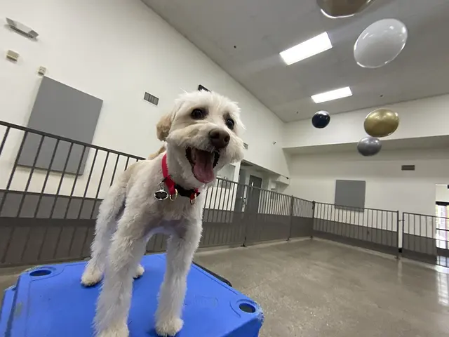 Barking Dogs Self Wash & Grooming Centennial Hills — customer photo 5
