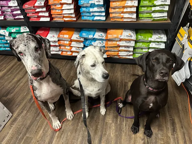 Barking Dogs Self Wash & Grooming Centennial Hills — customer photo 9