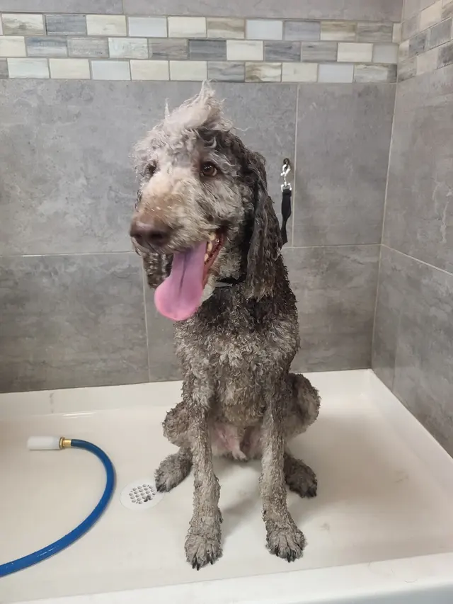 Barking Dogs Self Wash & Grooming Centennial Hills — customer photo 10