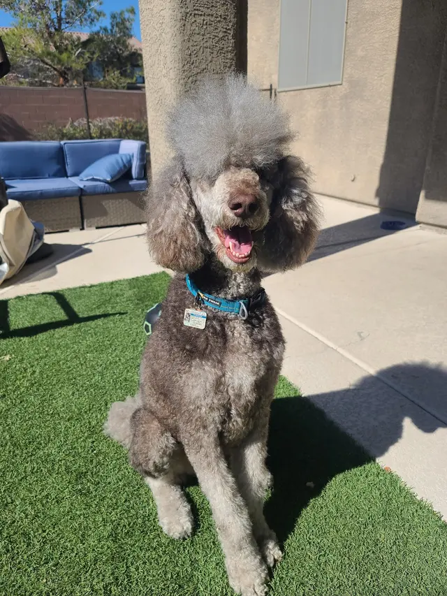 Barking Dogs Self Wash & Grooming Centennial Hills — customer photo 7