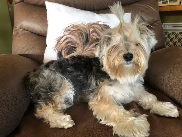 Petco Grooming — customer photo 6
