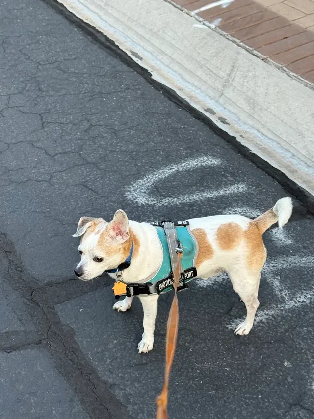 Petco Grooming — customer photo 10