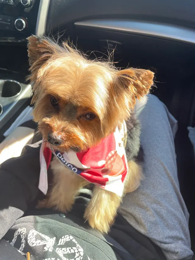Customer photo of work by Petco Grooming, from Theresa Jorden's review