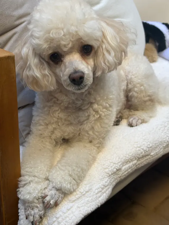 Petco Grooming — customer photo 7
