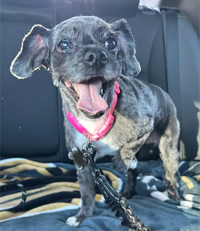 Petco Grooming — customer photo 8