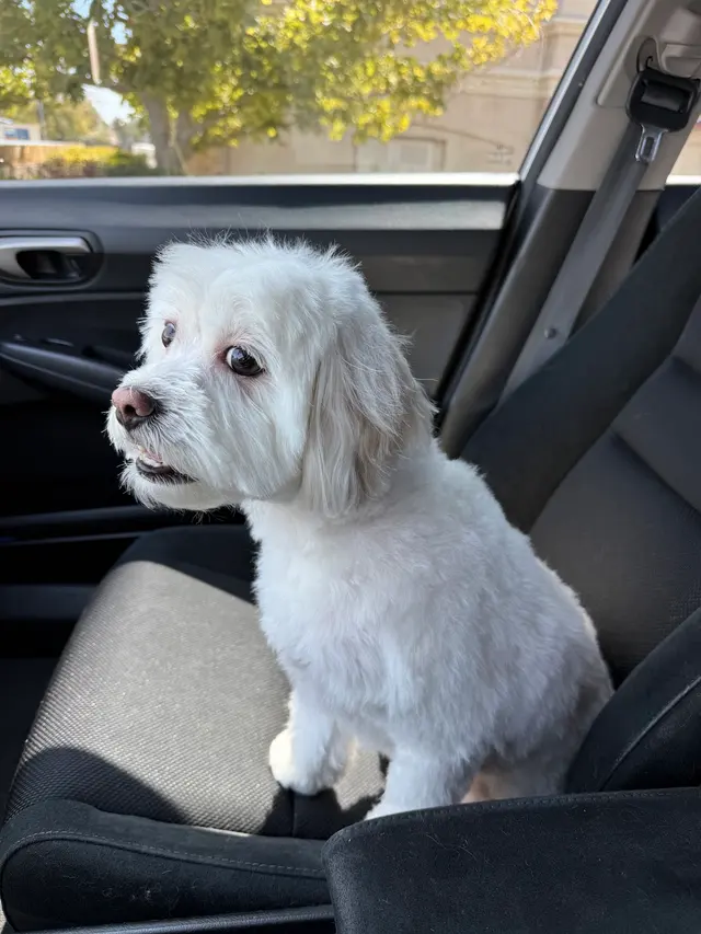 Petco Grooming — customer photo 5