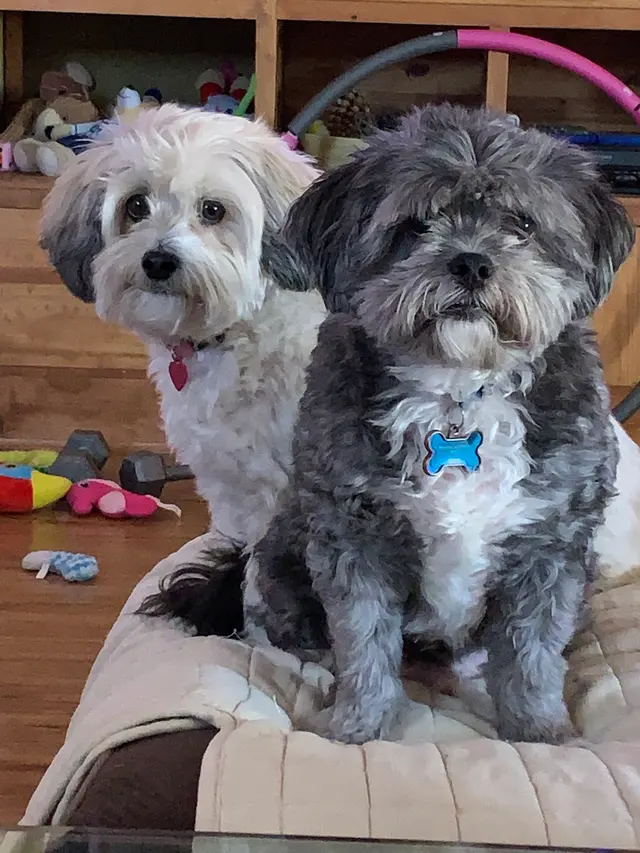 Petco Grooming — customer photo 4
