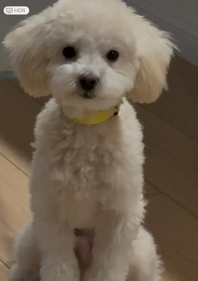 Petco Grooming — customer photo 3